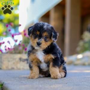Bam Bam, Yorkie Poo Puppy